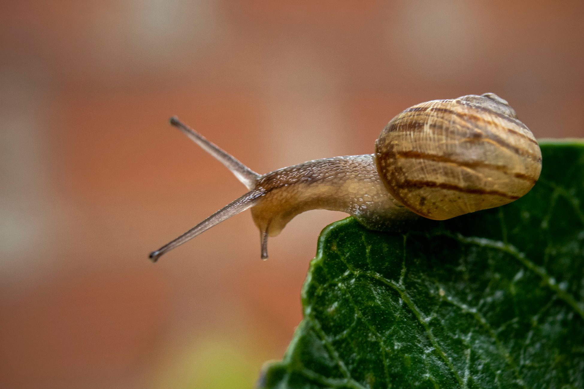 Slakken in de tuin: nuttig als composteerder, maar ook schadelijk
