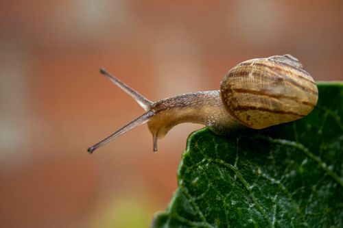 Free Detailed shot of a brown snail crawling on a green leaf in a garden setting. Stock Photo