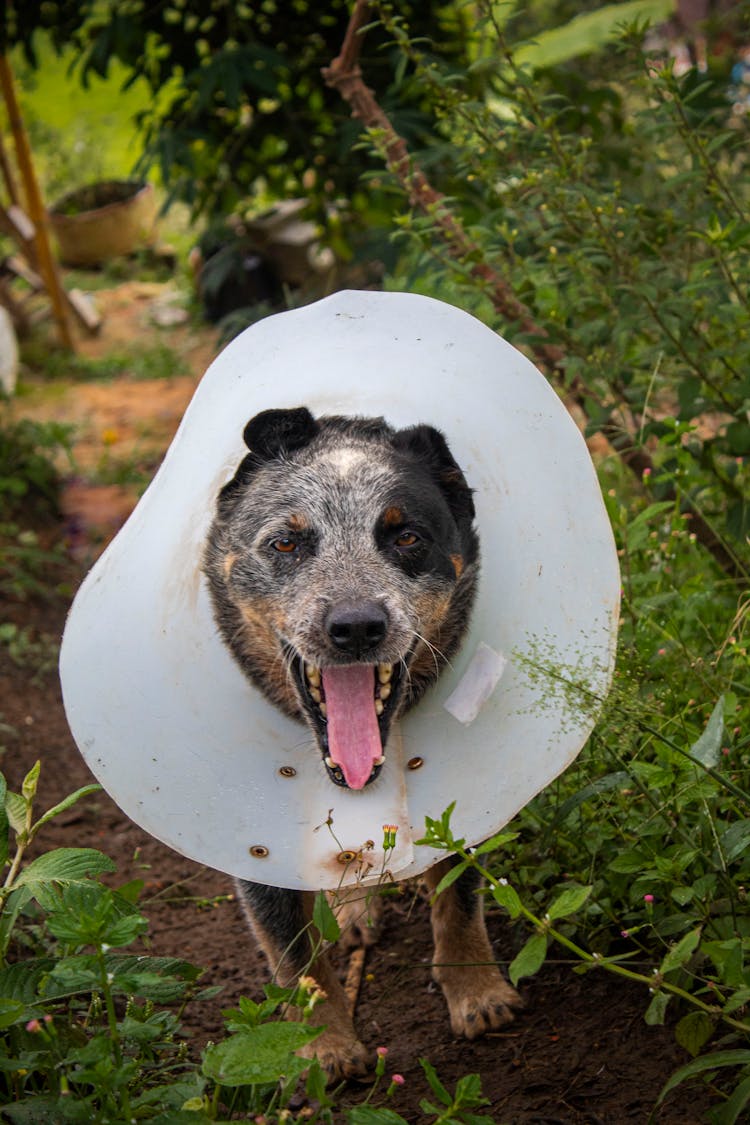 Dog In Elizabethan Collar Medical Device