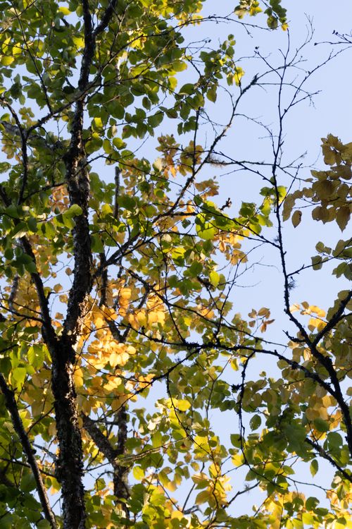 Free Captivating autumn scene with sunlit leaves and tree branches set against a clear sky. Stock Photo