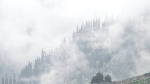 Ilmainen kuvapankkikuva tunnisteilla näkymät vuorille, sankka sumu, suuret puut