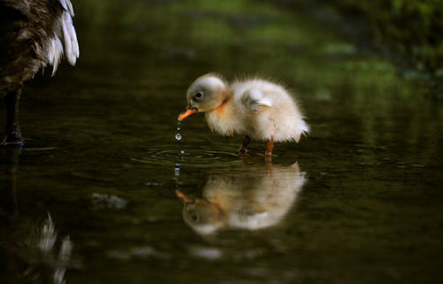 Duckling on Water