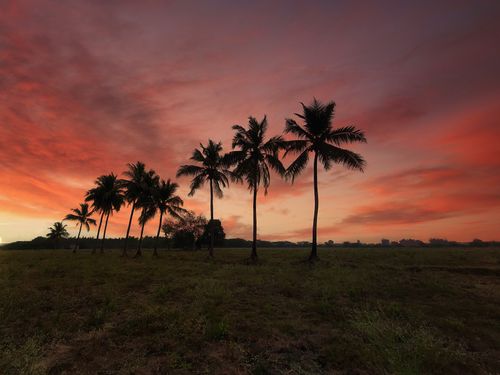 Free A tranquil sunset with palm trees silhouetted against vibrant sky hues. Stock Photo