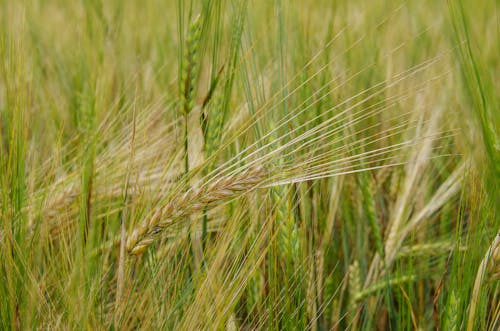 Green Grasses on Grassland