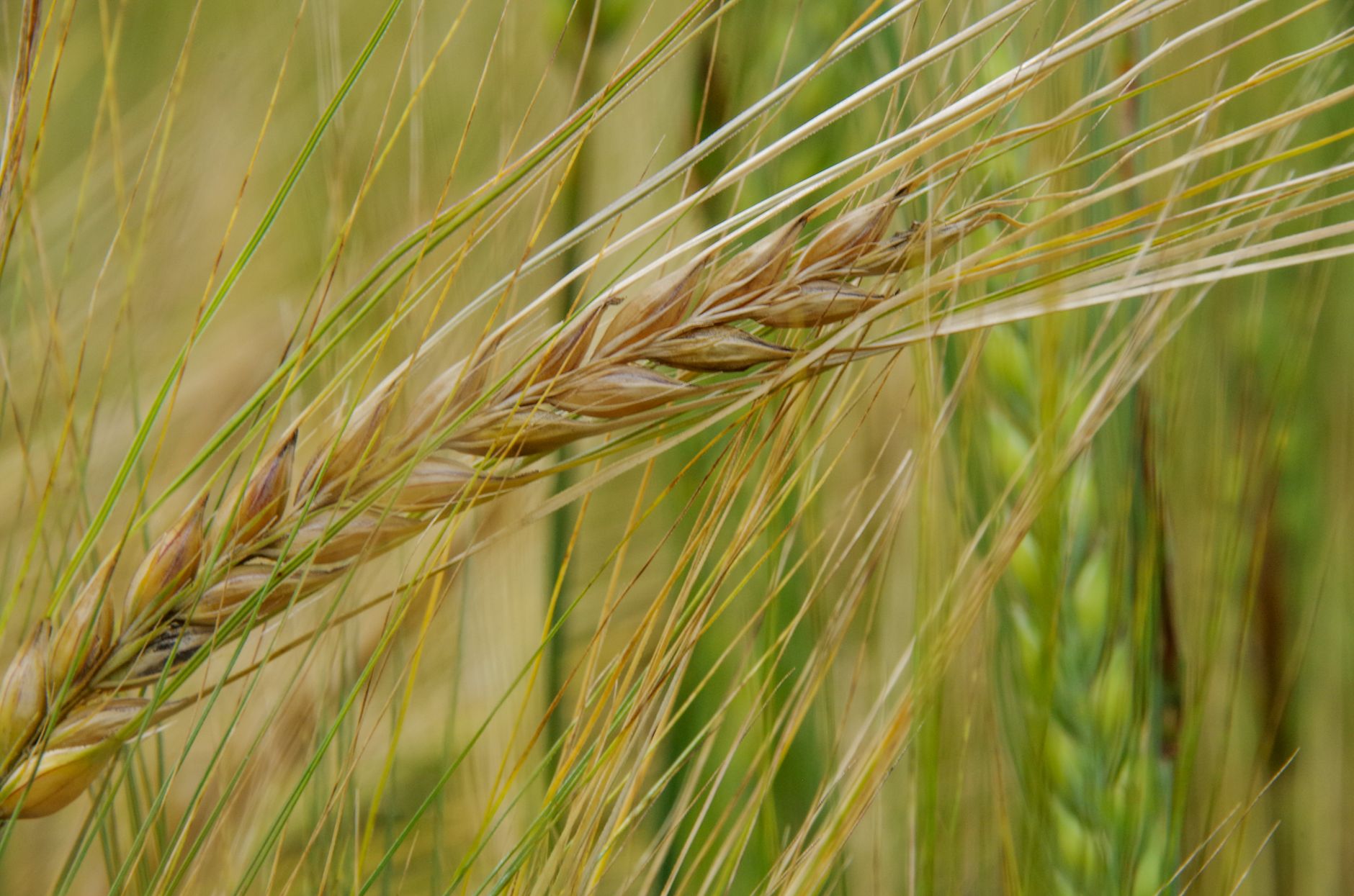 Detailed view of ripe barley with focus on seed head. Perfect for agriculture themes.