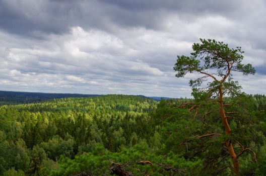 A lone pine tree stands in the middle of a forest