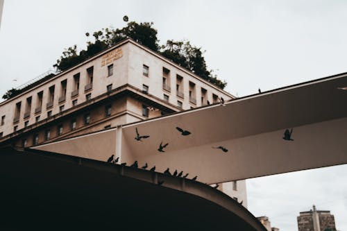 Free stock photo of brazil, city, city life