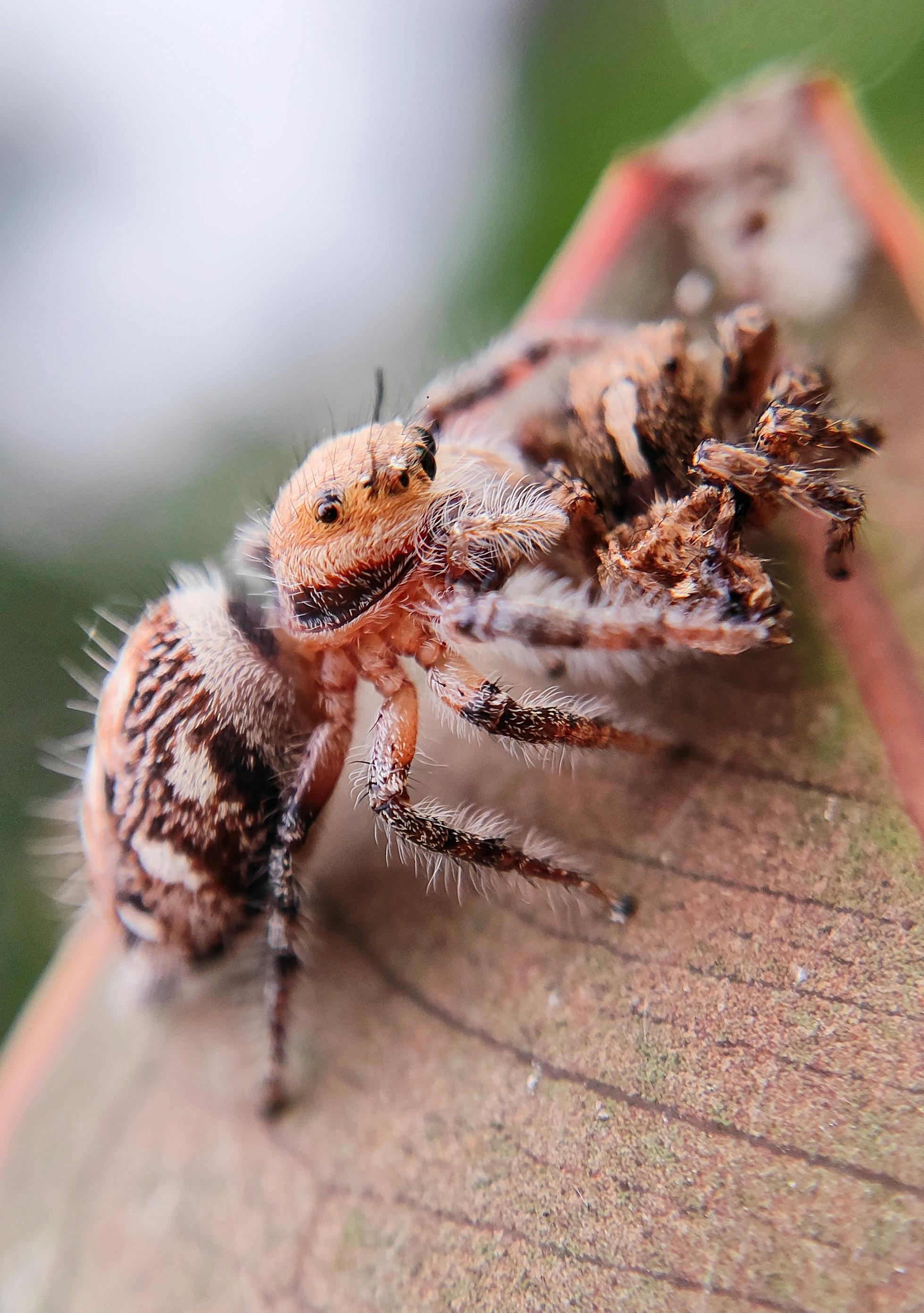 Detailed macro shot of jumping spider in its natural habitat.