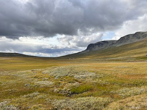 Mountain Landscape with a Yellow Meadow, and Gray Overcast