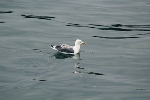 Swimming Common Gull