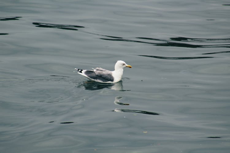 Swimming Common Gull