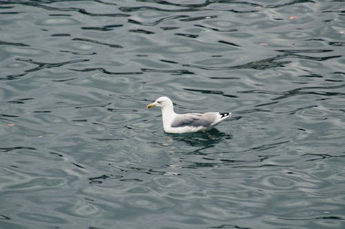 Seagull Swimming in the Sea