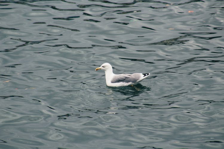 Seagull Swimming In The Sea