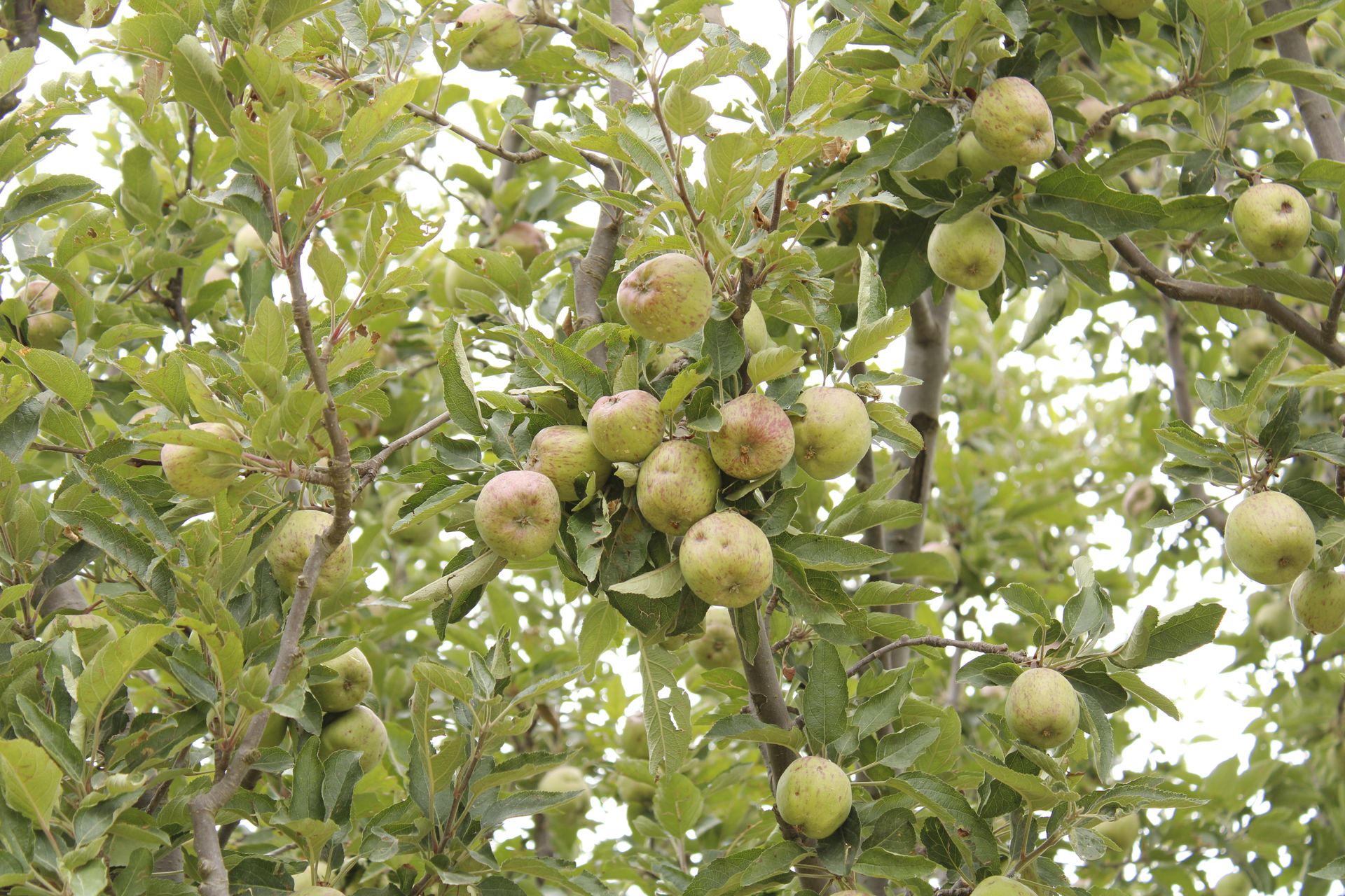 Vibrant apple tree branches laden with ripe fruit in Shimla orchard.
