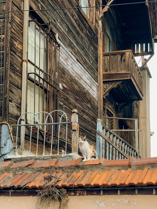 Cat Sitting on the Fence Wall of an Old Wooden House