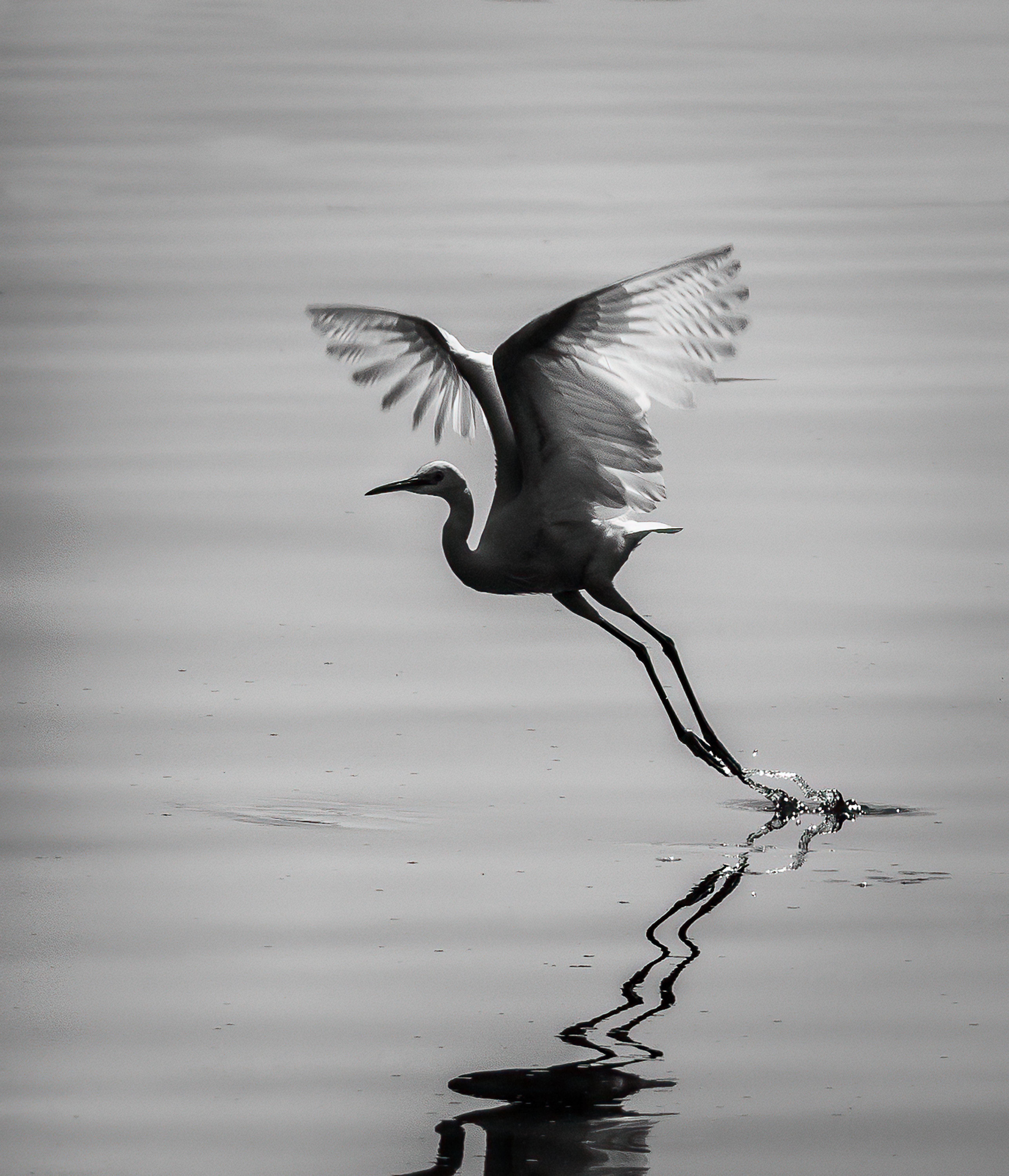 Crane Flying over Lake in Black and White · Free Stock Photo
