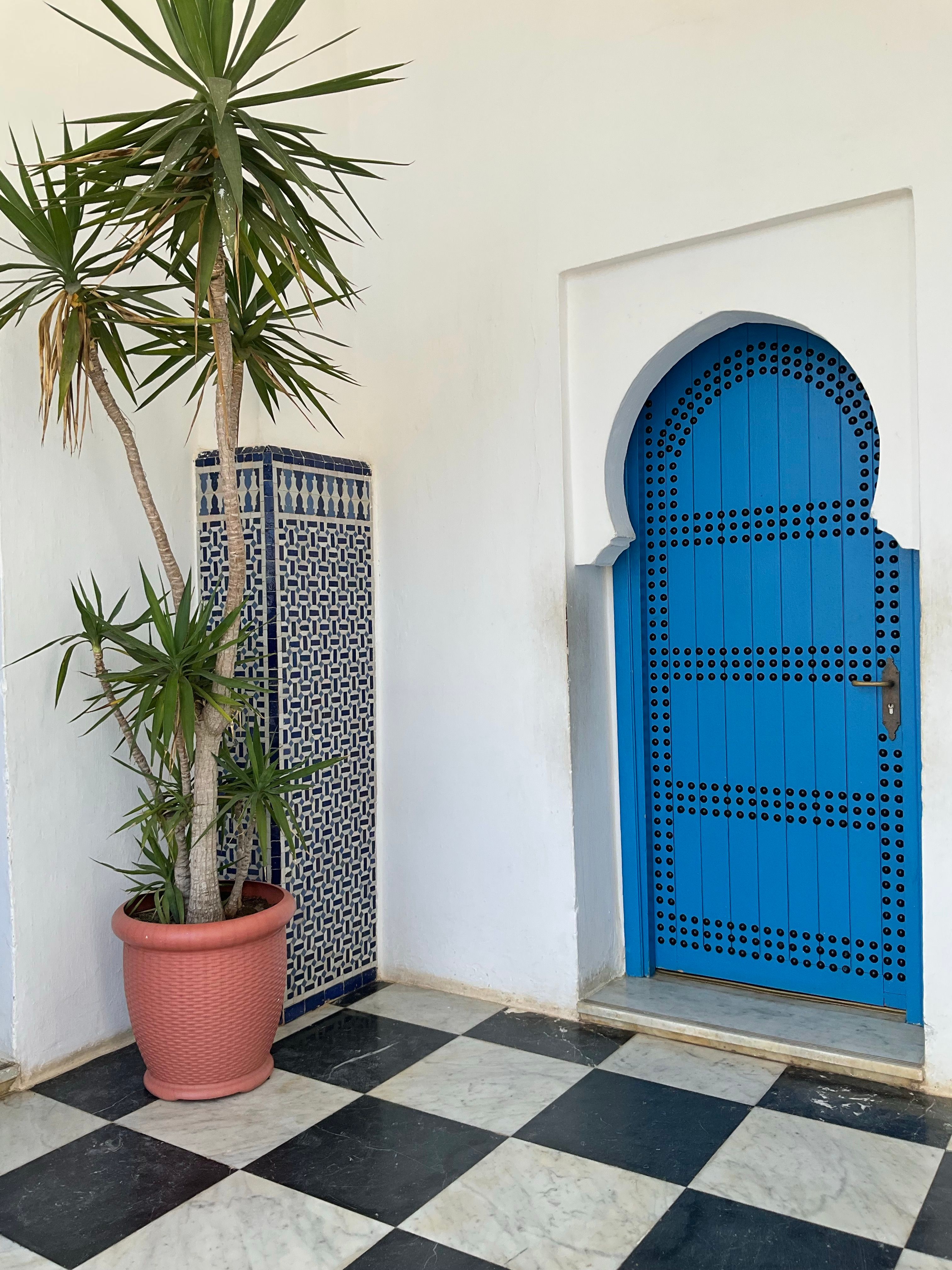 a-plant-in-a-room-free-stock-photo