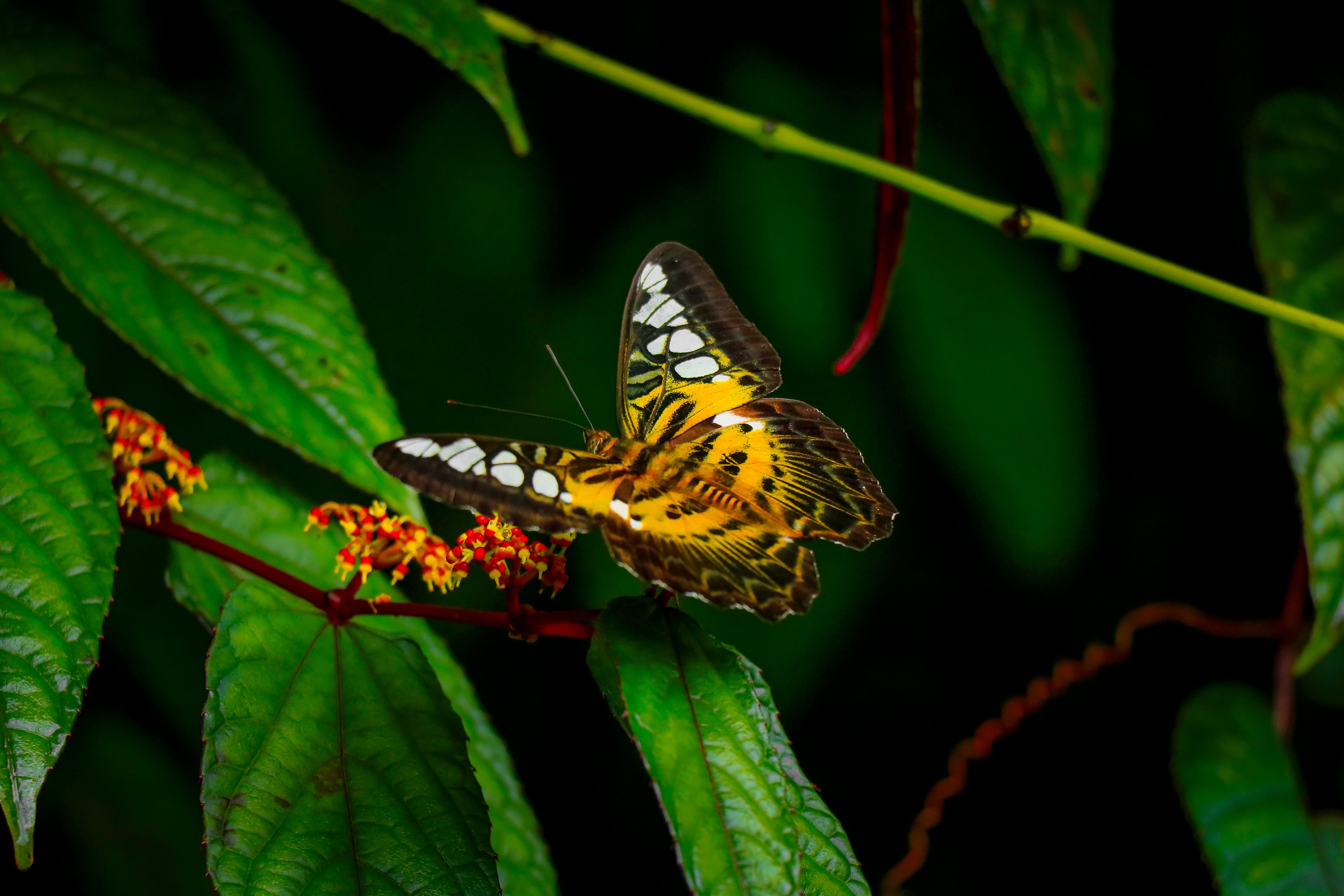 Close-up of a colorful clipper butterfly on vibrant green leaves, showcasing its intricate wing patt