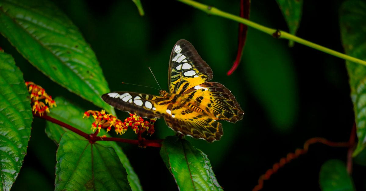 Close-up of a colorful clipper butterfly on vibrant green leaves, showcasing its intricate wing patt