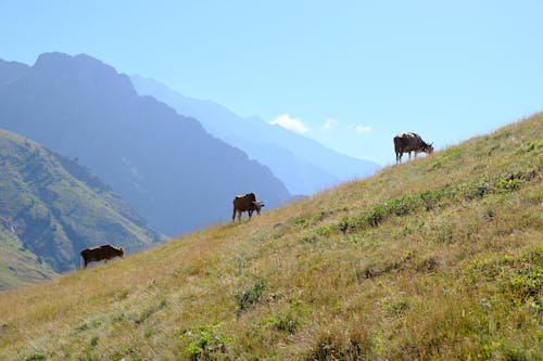 Ilmainen kuvapankkikuva tunnisteilla eläimet, karja, lehmät