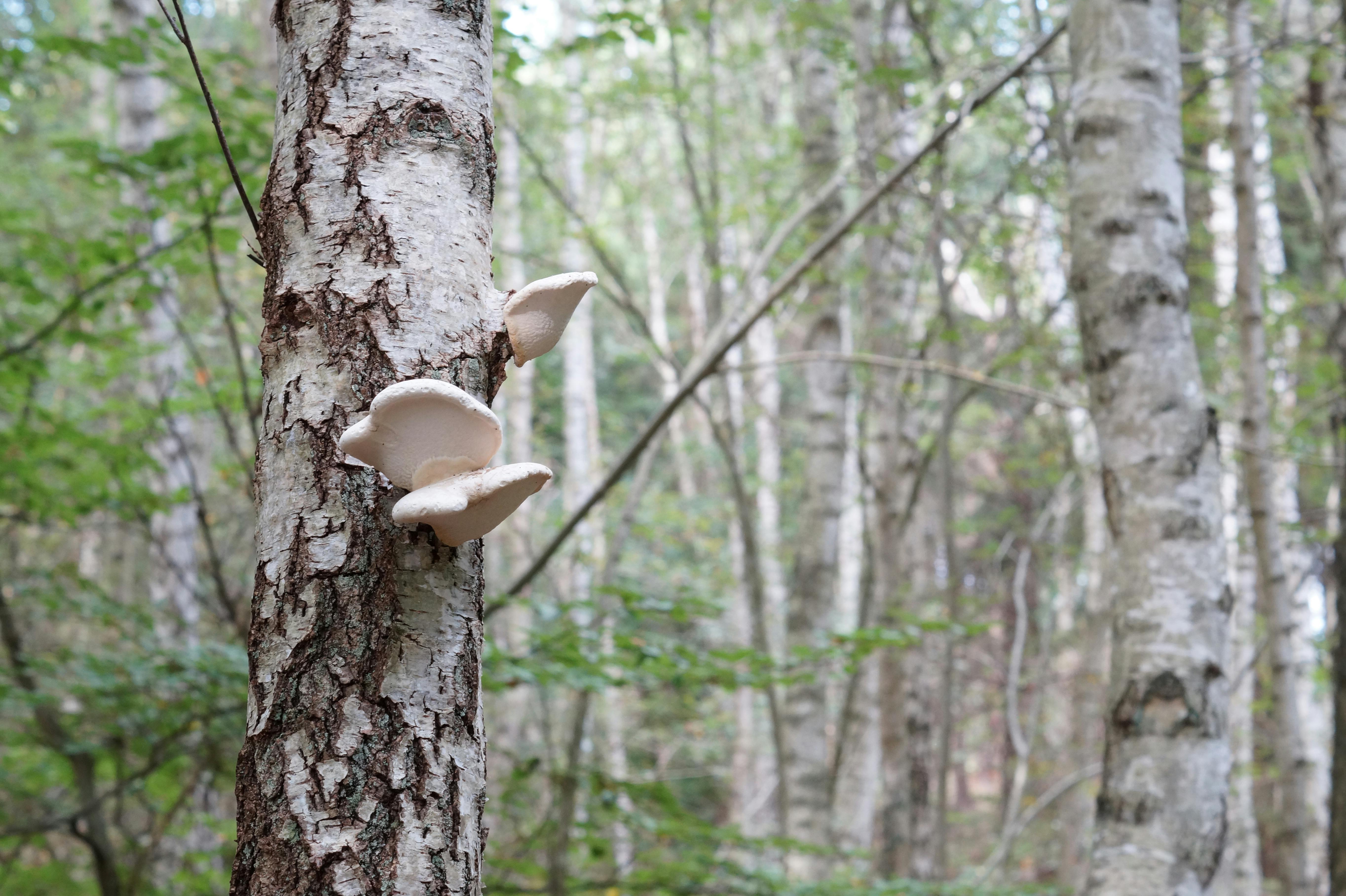 Free stock photo of forest mushroom, mushroom, white mushroom