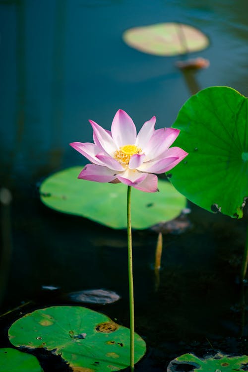Pink Lotus Flower in the Pond