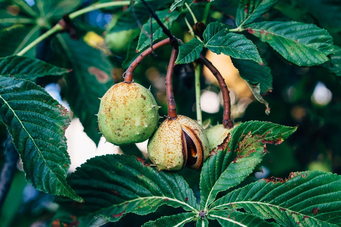Walnut Tree Close A close up of a walnut tree with green leaves · Free Stock Photo