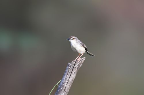 Free A small songbird perched on a tree stump against a blurred natural background. Stock Photo