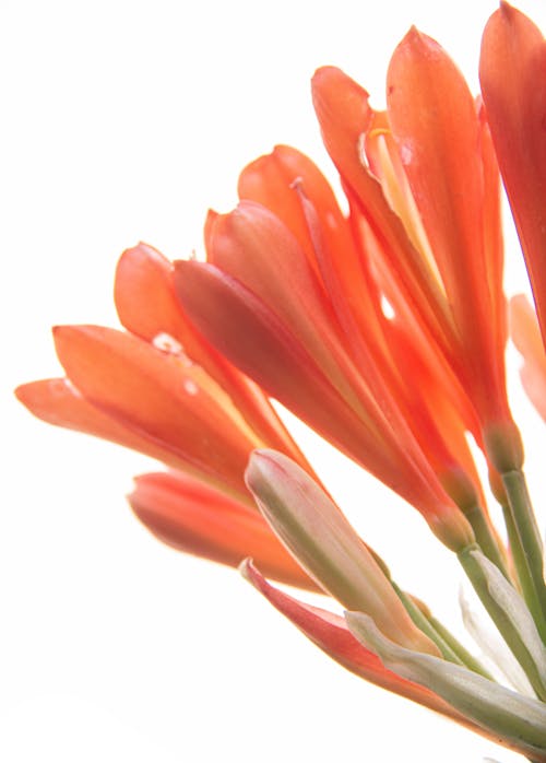 Бесплатное стоковое фото с апельсин, оранжерея цветов, природа