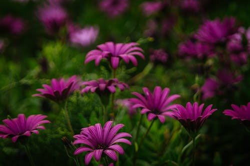 Free stock photo of flowers, green, israel