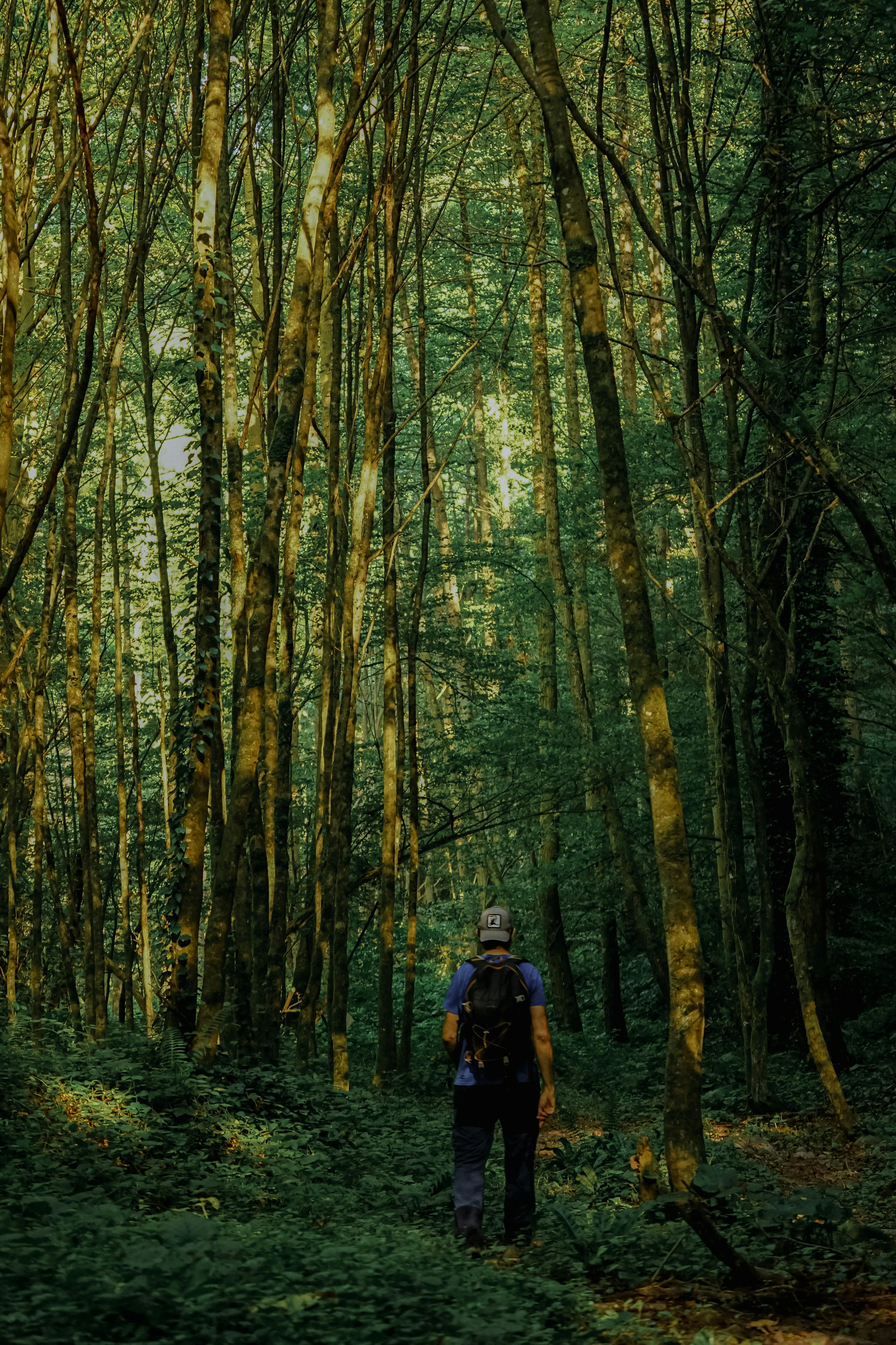 Gratis Immagine gratuita di alberi, alberi alti, ambiente Foto a disposizione