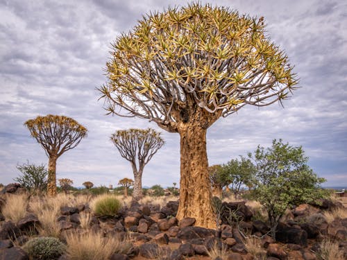 Immagine gratuita di africa, alberi, aloidendro