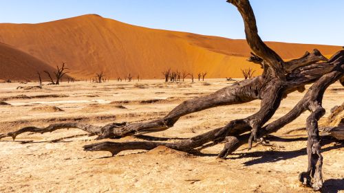 Free A striking view of a desert with sand dunes and dried tree trunks under clear blue skies. Stock Photo
