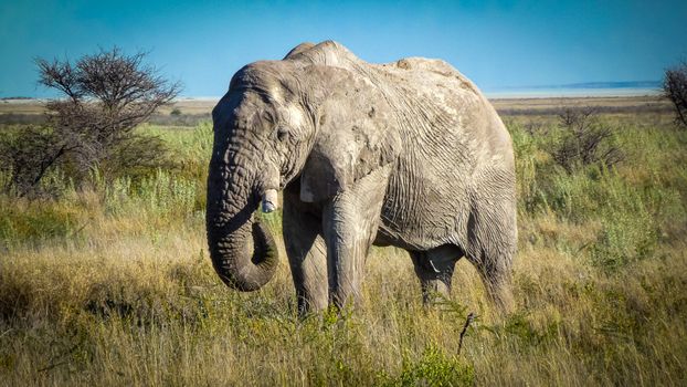 A solitary African elephant stands gracefully in the expansive savanna under a clear blue sky.