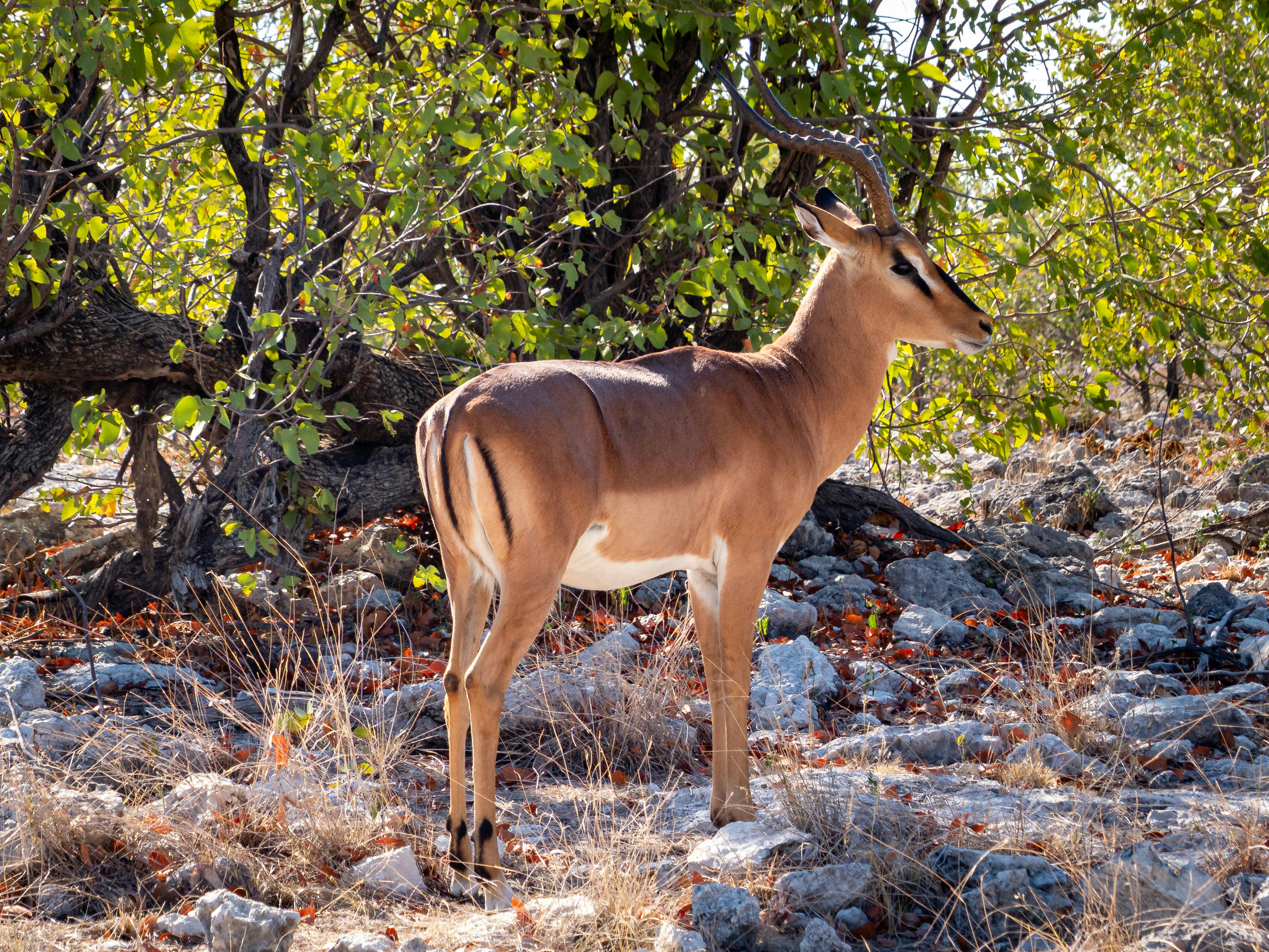 Ghanzi, Botswana - travel photo