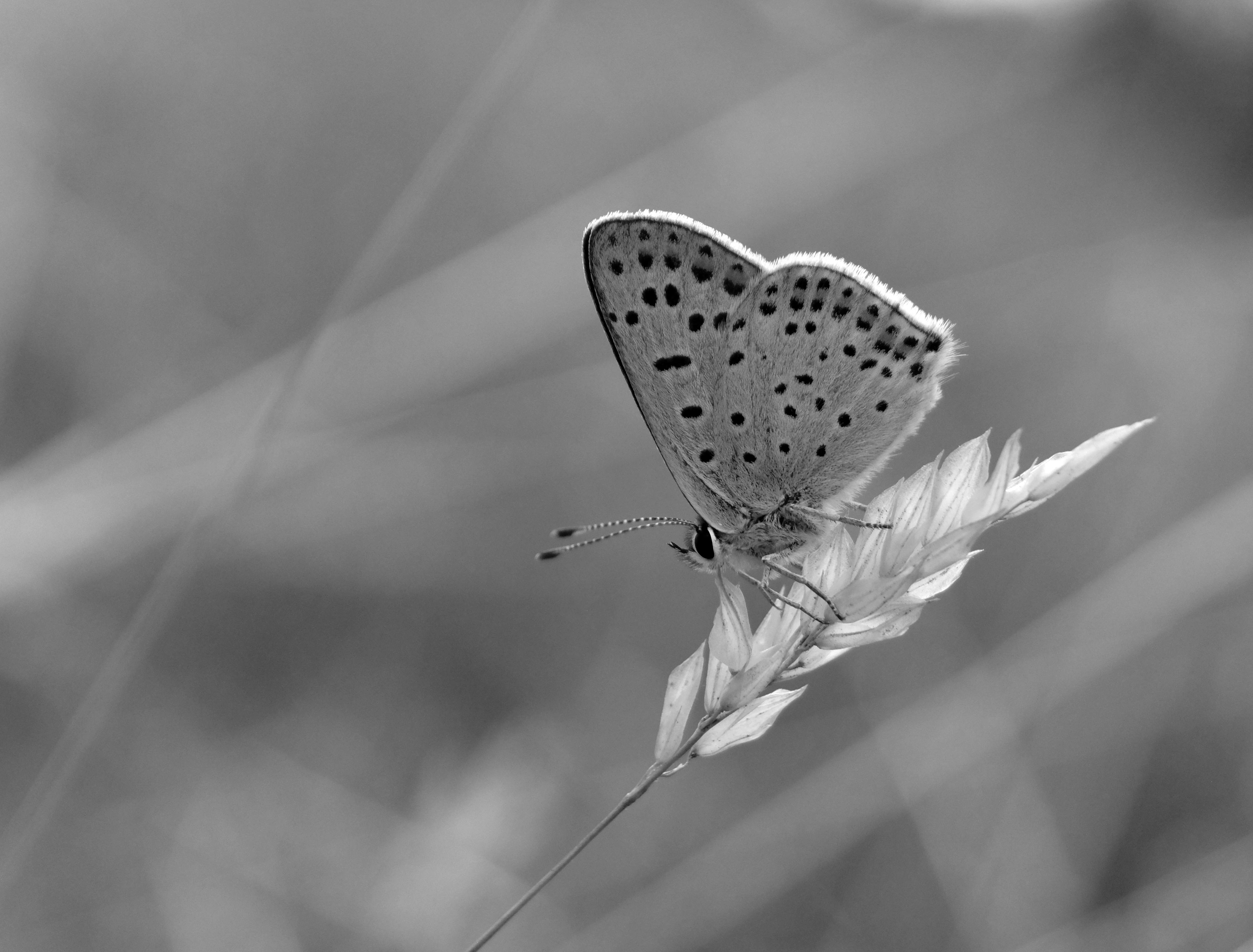 Black and Gray Butterflies · Free Stock Photo