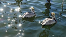 两只鹈鹕在波光粼粼的水面上游动，构成了一幅宁静的野生动物画面