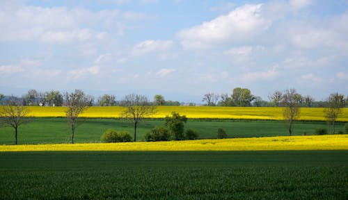 Yellow and Green Cropland