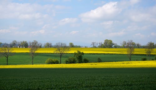 Základová fotografie zdarma na téma hřiště, krajina, orná půda