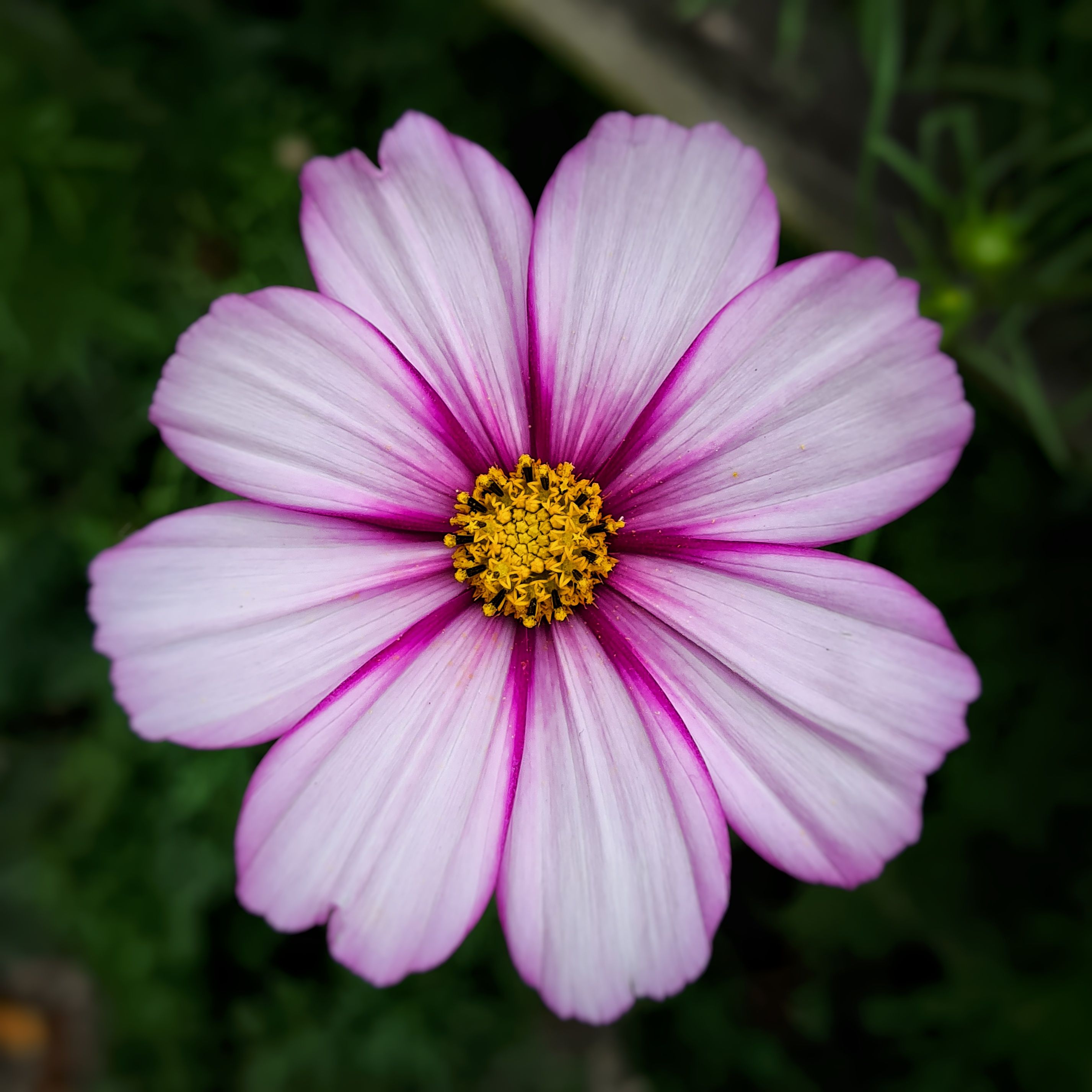 A close up of a pink flower with a yellow center
