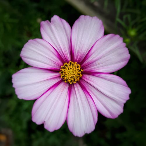 Free Close-up of a vibrant pink cosmos flower showcasing its intricate petals and vibrant color. Stock Photo
