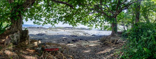 Ingyenes stockfotó fák, festői, hawaii témában