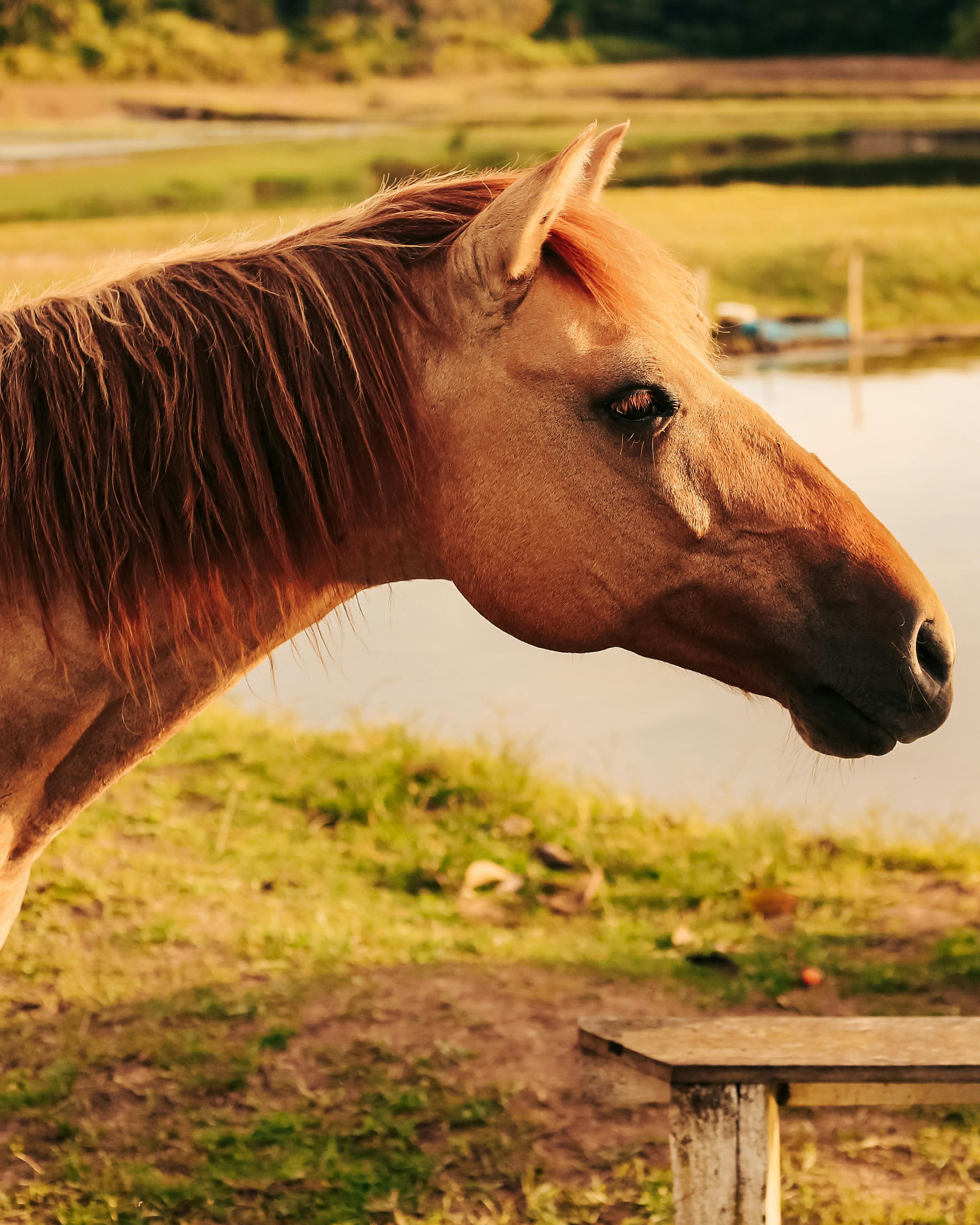 grátis Foto profissional grátis de 3x4, agricultura sustentável, água Foto profissional