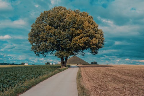 Безкоштовне стокове фото на тему «дерево, дорога, краєвид»