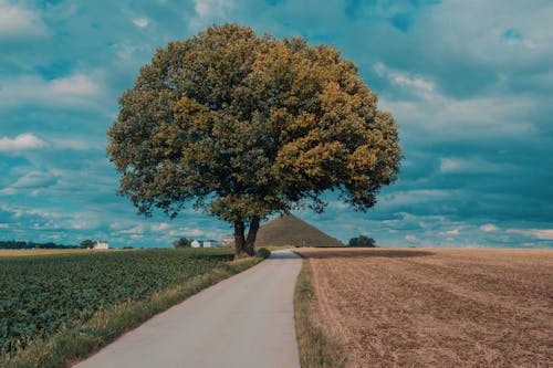 Immagine gratuita di albero, campagna, campi