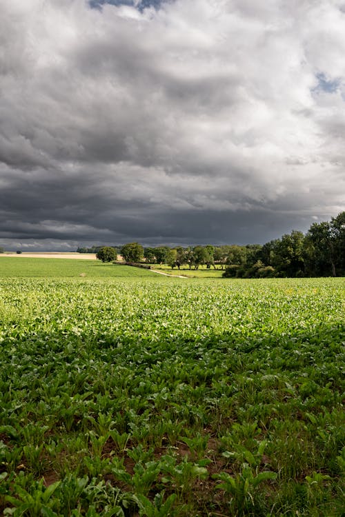 Immagine gratuita di city, landscape, napoleon