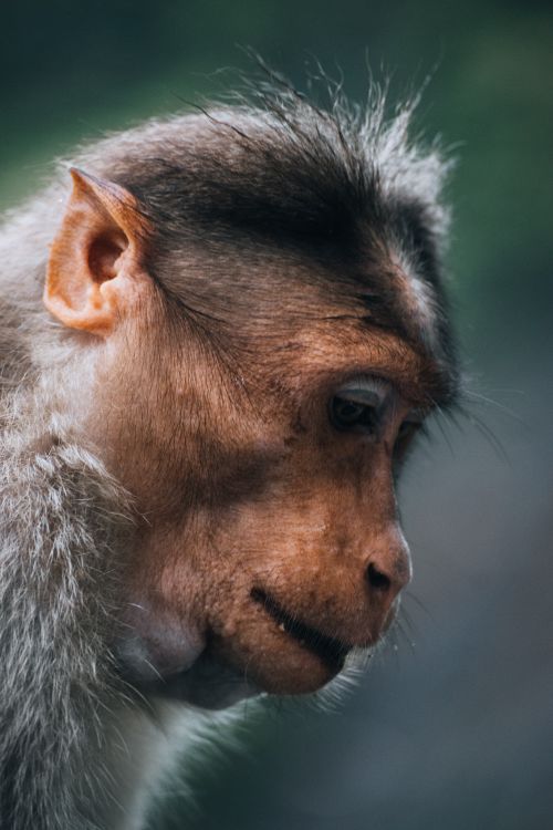 Free A closeup of a macaque monkey in profile, capturing its pensive expression and fur detail. Stock Photo