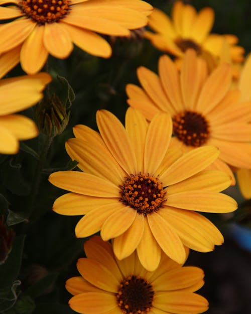 Foto stok gratis alam, bunga marigold, bunga-bunga
