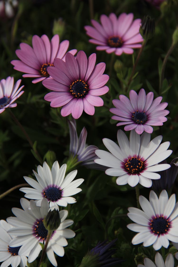 White And Purple Flowers