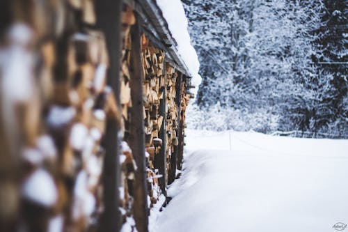 Gratis arkivbilde med hakket, tre, vinter